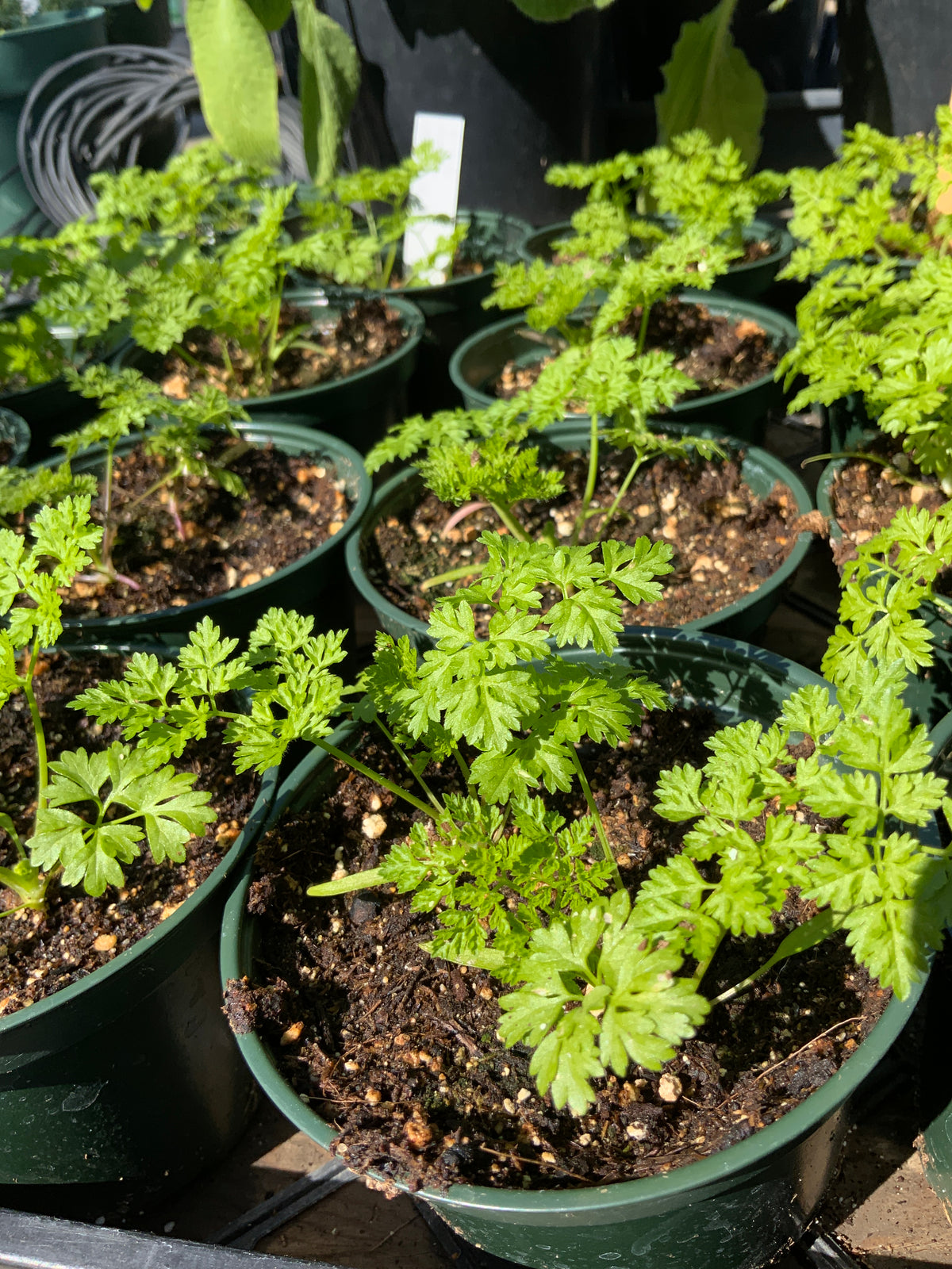 Anthriscus cerefolium - Heirloom Chervil