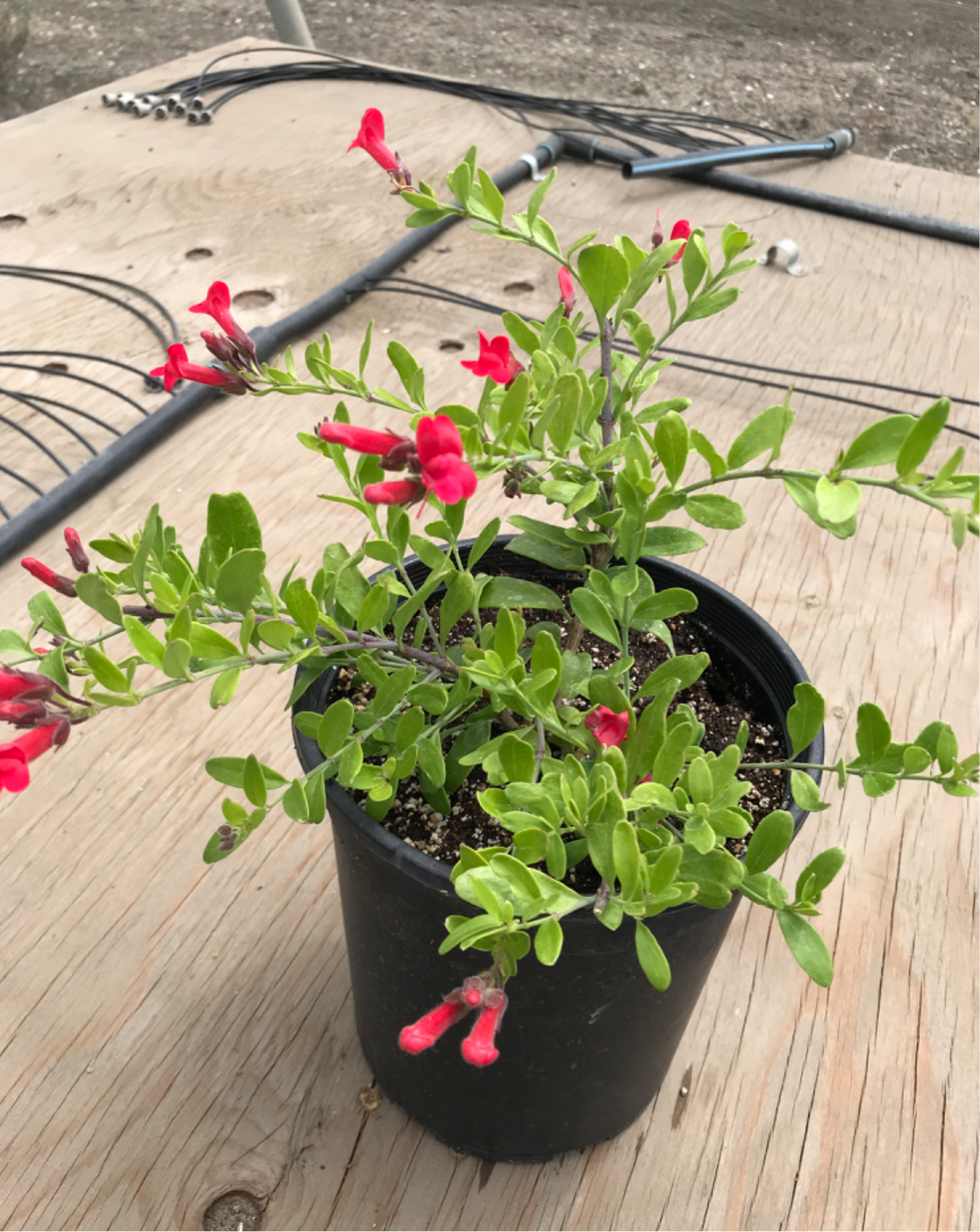 Gambelia speciosa ‘Firecracker’ - Island Bush Snapdragon