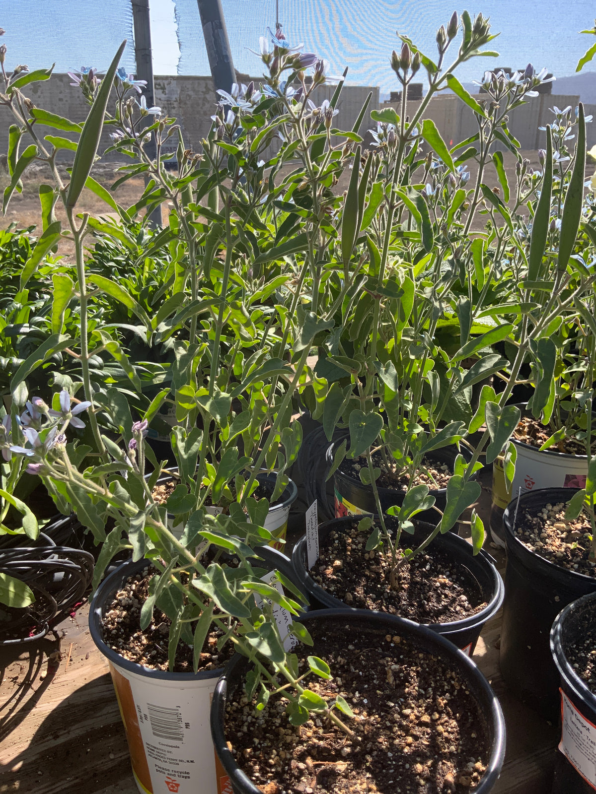 Oxypetalum coeruleum - Tweedia