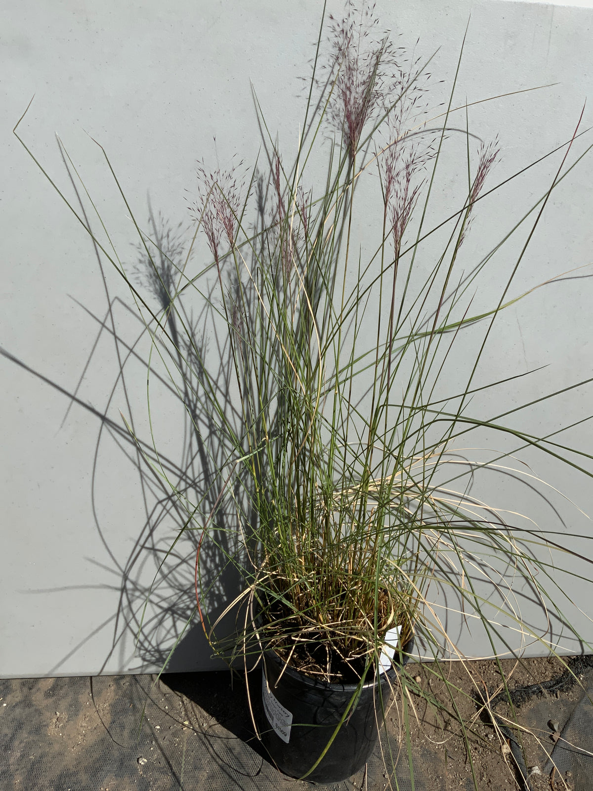 Muhlenbergia filipes - Purple Muhly, Dune Hairgrass