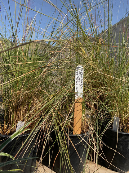 Muhlenbergia filipes - Purple Muhly, Dune Hairgrass