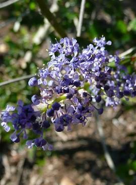 Ceanothus 'Ray Hartman'