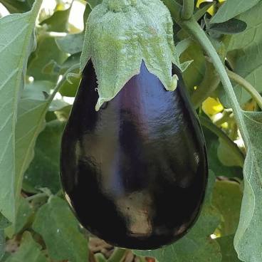 Eggplant - Black Beauty - Monterey Bay Master Gardeners