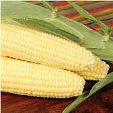 Corn - Bodacious
