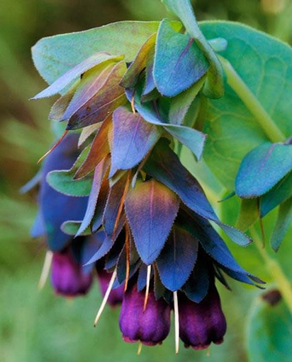 Cerinthe major purpurascens - Pride of Gibraltar