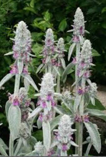 Stachys byzantina - Lamb's Ear