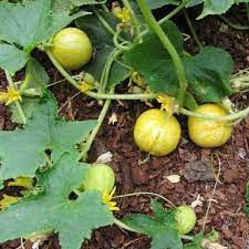 Cucumber - Lemon