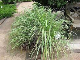 Cymbopogon flexuosus -  Lemon Grass