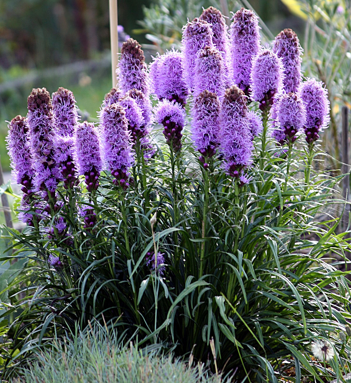 Liatris spicata - Blazing Star