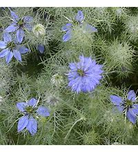 Nigella damascena - Love-In-A-Mist (Persian Violet)