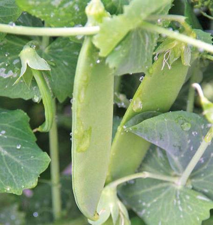 Snow Pea - Oregon Sugar Pod II