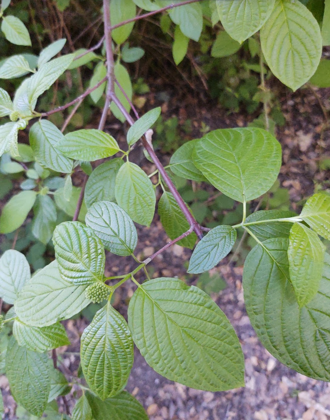  Cornish sericea sericea - Redtwig dogwood close up