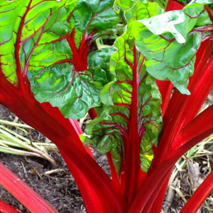 Chard - Rhubarb