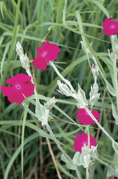 Silene coronaria - Rose Campion