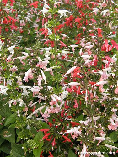Salvia coccinea 'Bee Heaven'