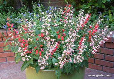 Salvia coccinea 'Bee Heaven'