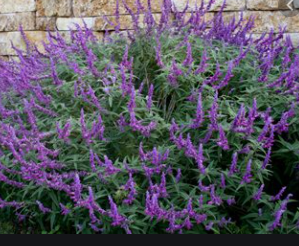Salvia leucantha - Mexican Bush Sage 'Santa Barbara'