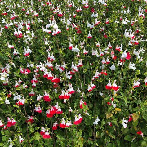 Salvia microphylla 'Hot Lips'