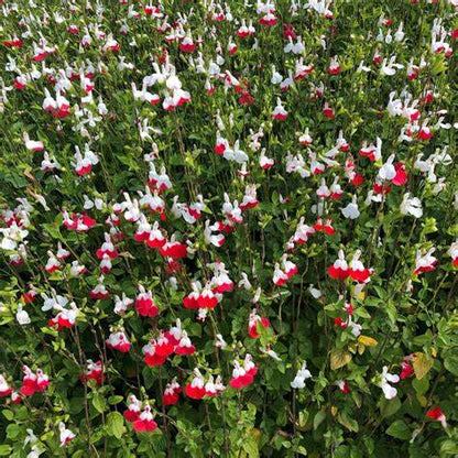 Salvia microphylla 'Hot Lips'