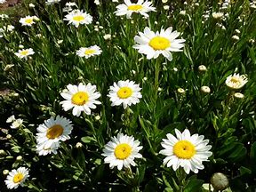 Leucanthemum x superbum - Shasta Daisy