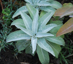 Salvia apiana - White Sage, Sacred Sage