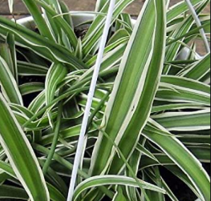 Chlorophytum comosum - Variegated Spider Plant
