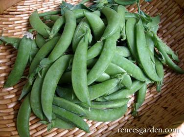 Snap Pea - Sugar Daddy