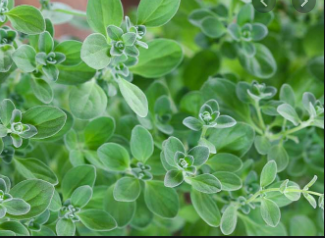 Oreganum majorana - Sweet Marjoram