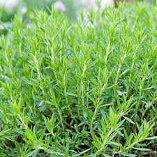 Russian Tarragon