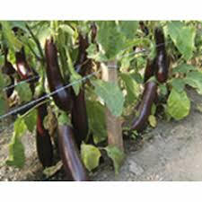 Eggplant - Violetta Lunga