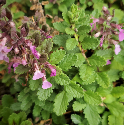 Teucrium chamaedrys - Wall Germander