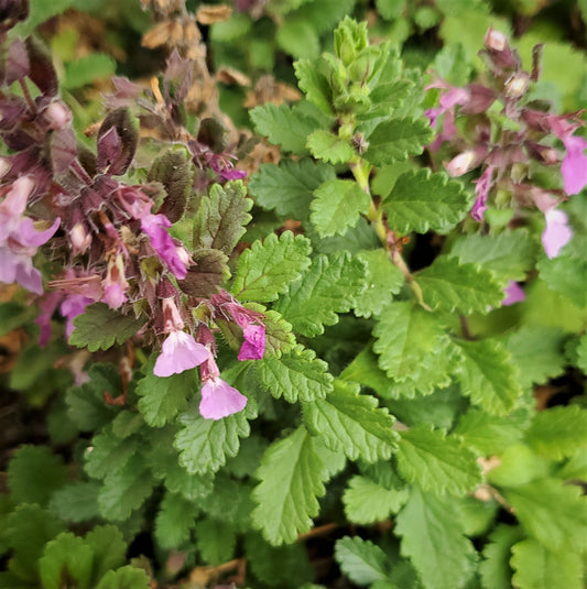 Teucrium chamaedrys - Wall Germander