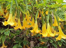 Load image into Gallery viewer, Brugmansia suaveolons - Angel&#39;s Trumpet (Yellow) - UC Master Gardeners of Monterey and Santa Cruz Counties
